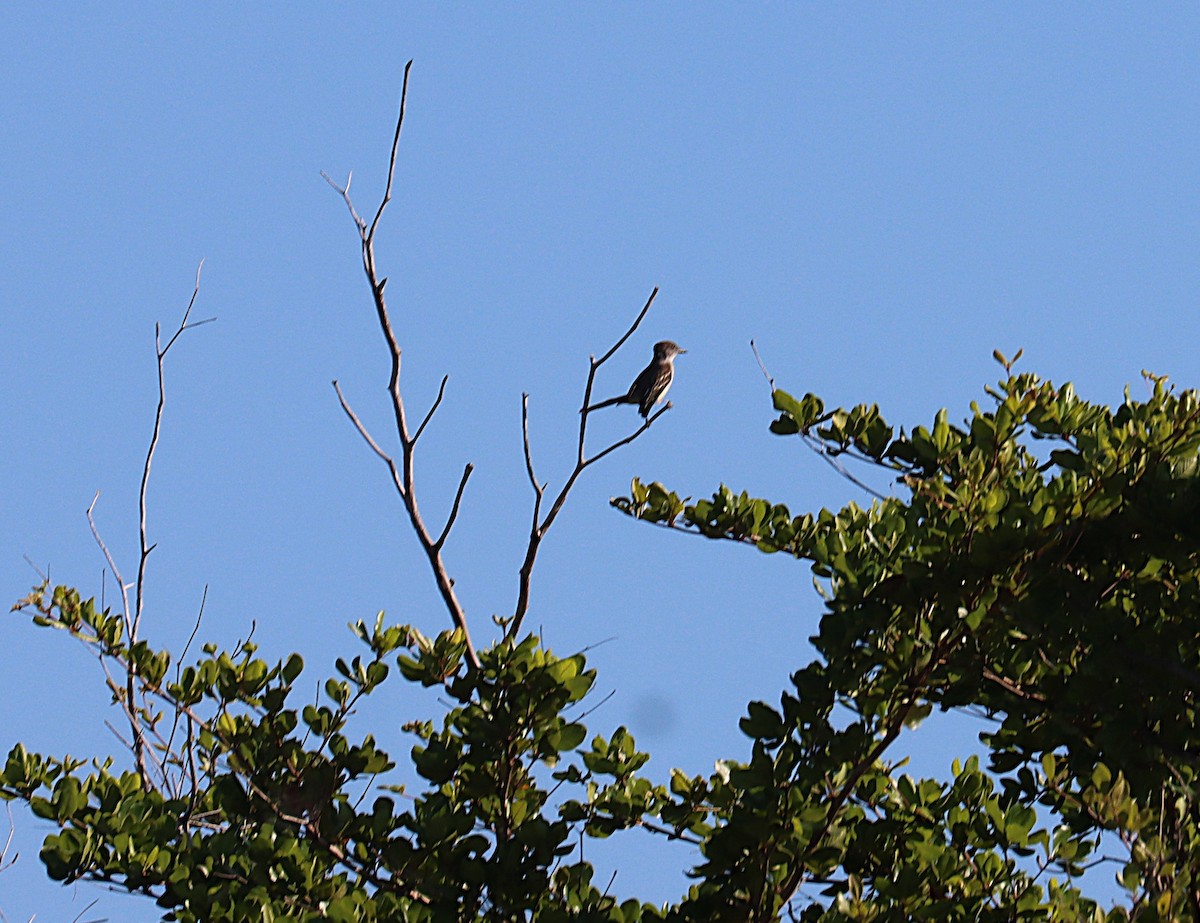 Loggerhead Kingbird - ML647168924