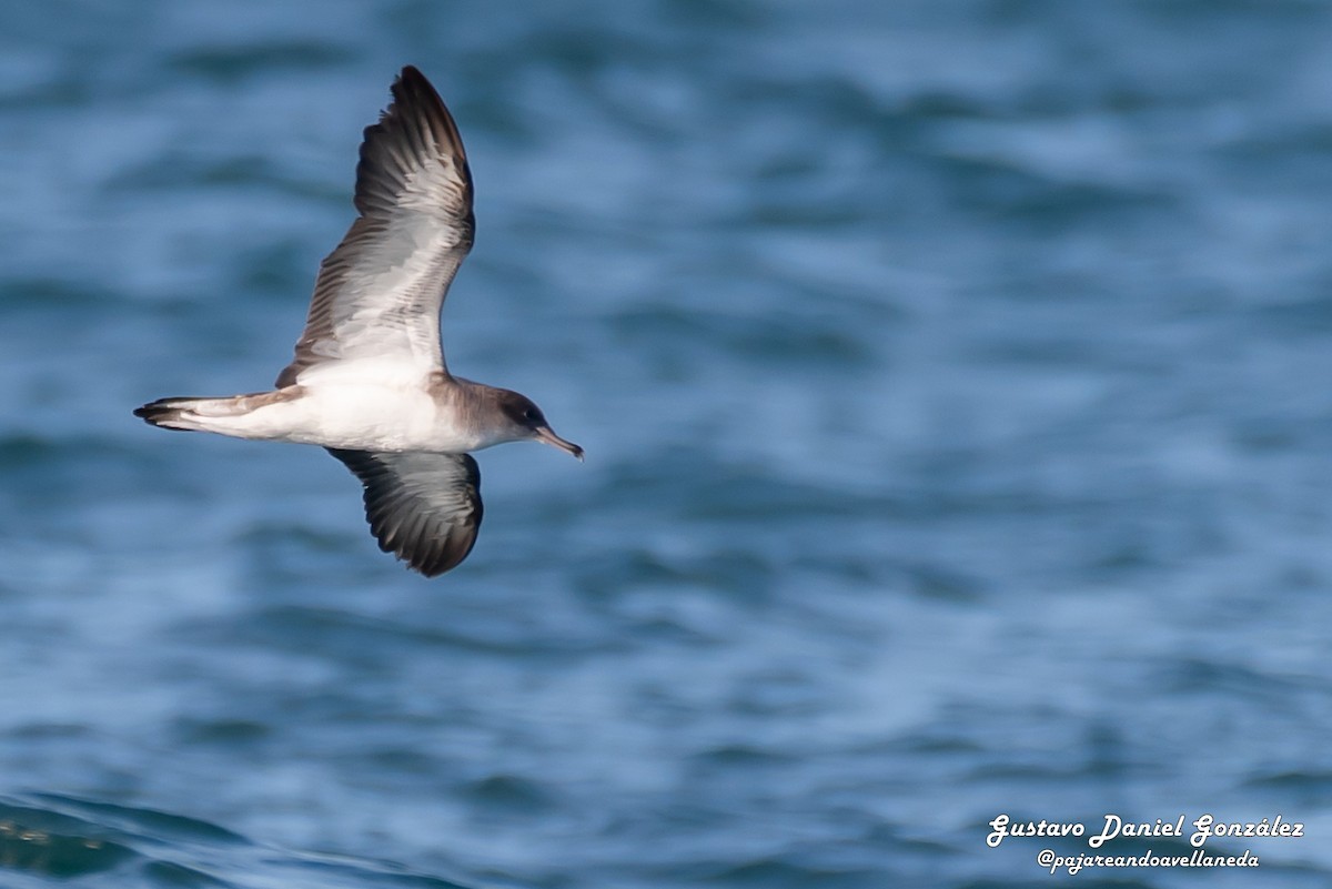 Cory's Shearwater - ML647168930