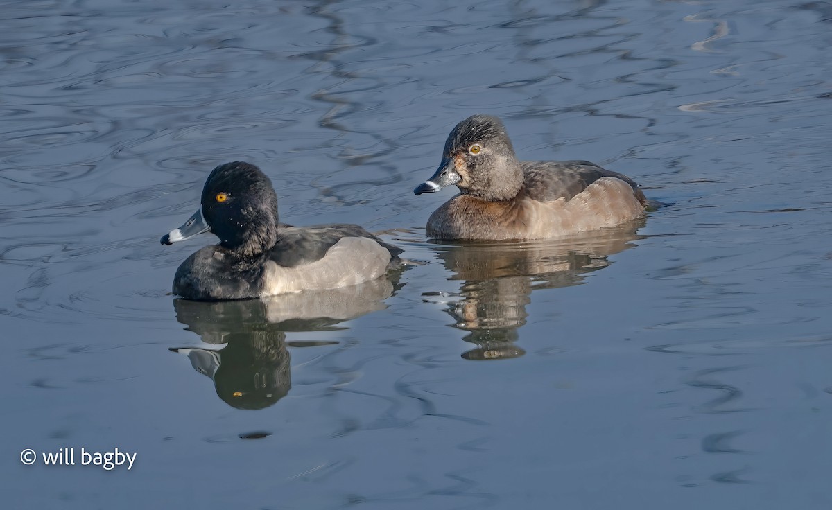 環頸潛鴨 - ML647168932