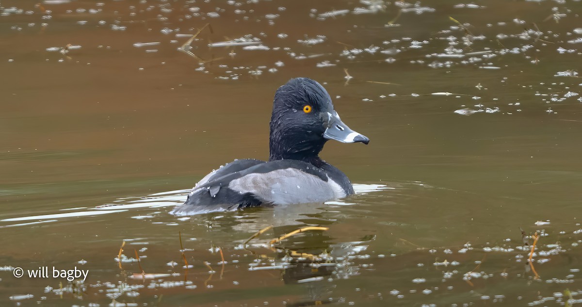 環頸潛鴨 - ML647168933