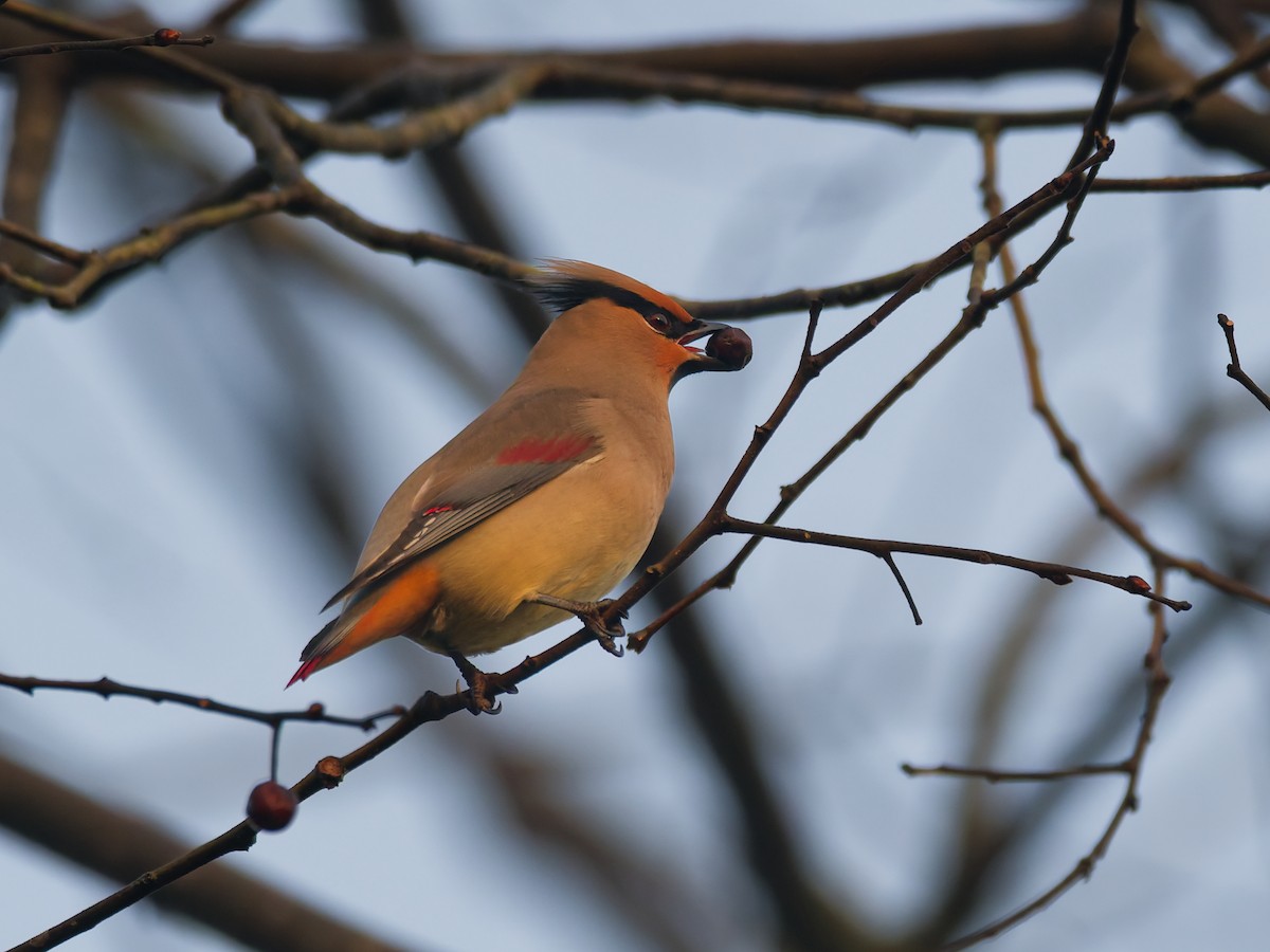 Japanese Waxwing - ML647168939