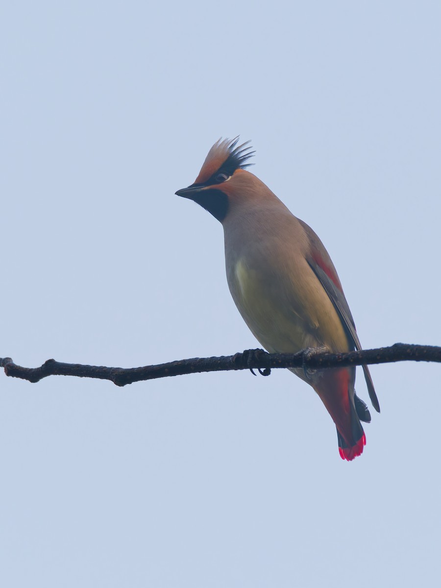 Japanese Waxwing - ML647168940