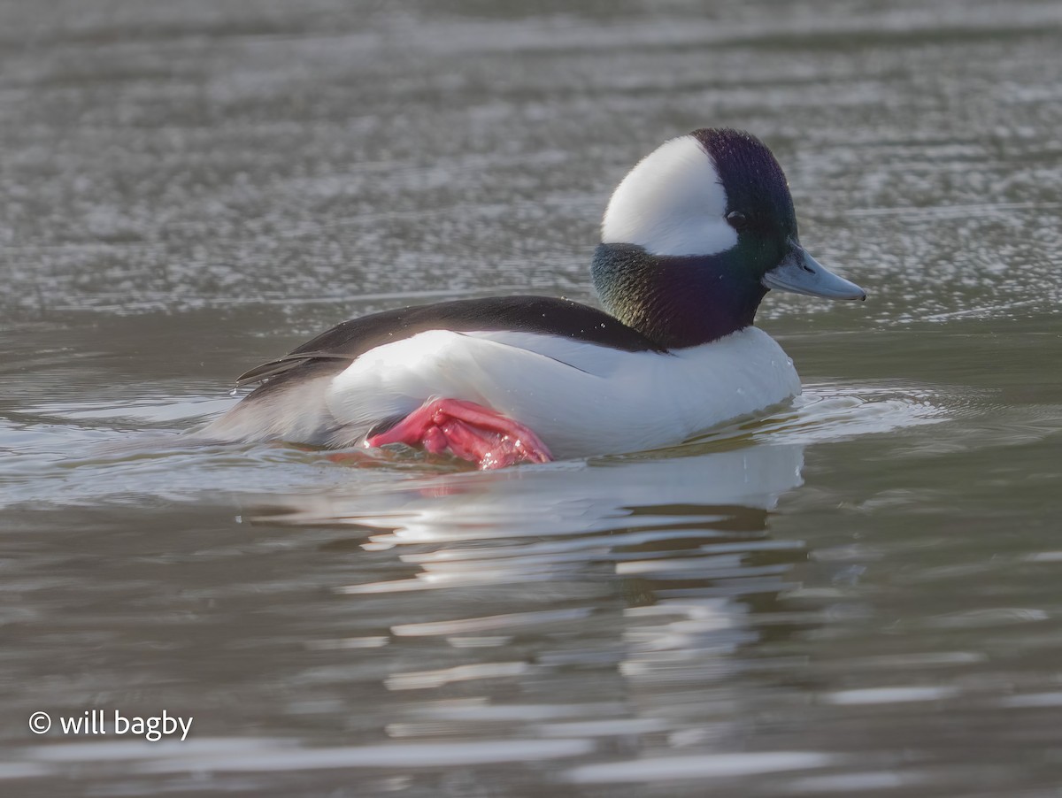 Bufflehead - ML647168941