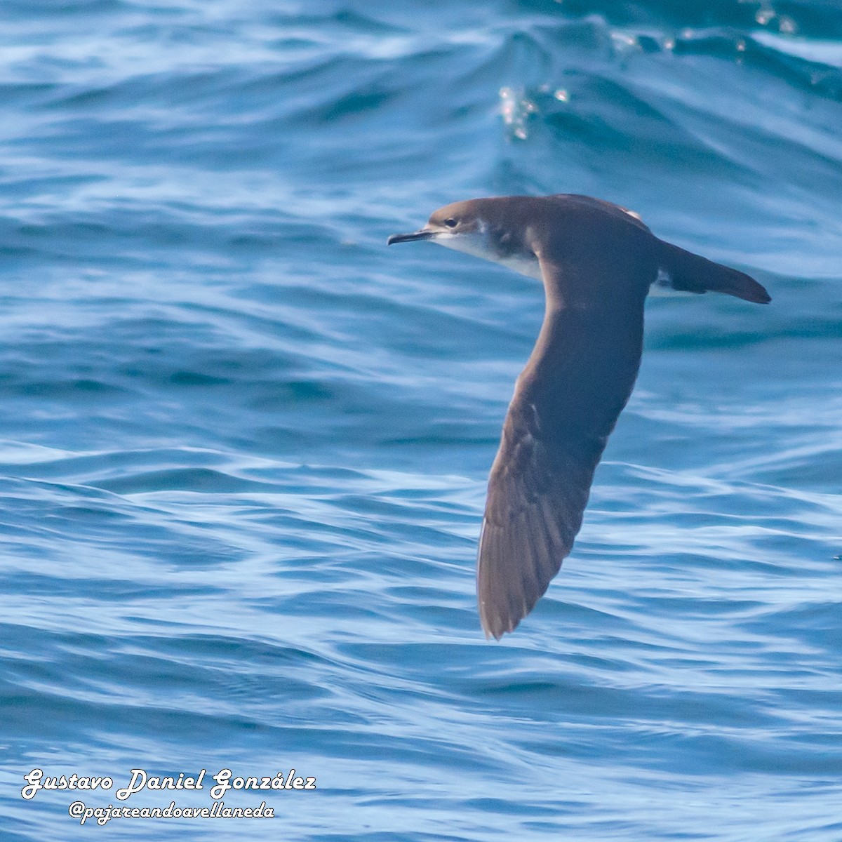 Gabai arrunta - ML647168943