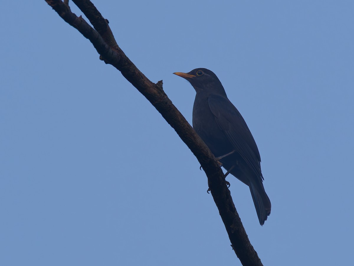 Chinese Blackbird - ML647168944