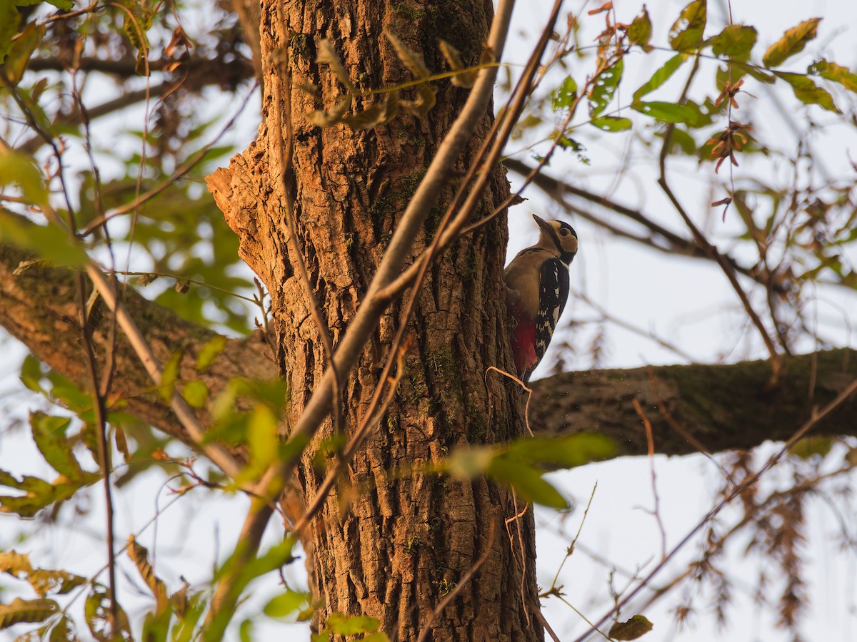 Great Spotted Woodpecker - ML647168947