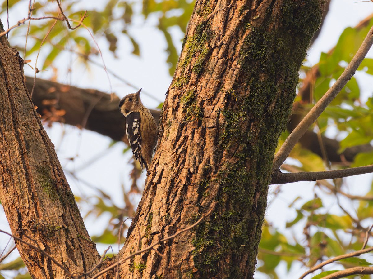 Gray-capped Pygmy Woodpecker - ML647168950