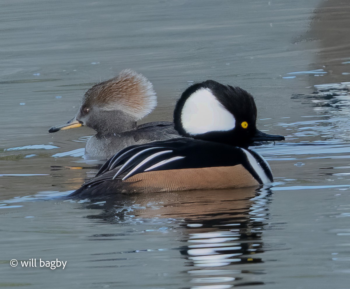 Hooded Merganser - ML647168951