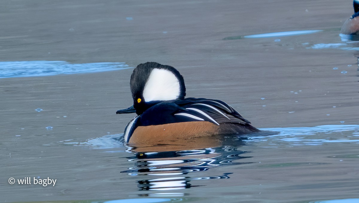 Hooded Merganser - ML647168952