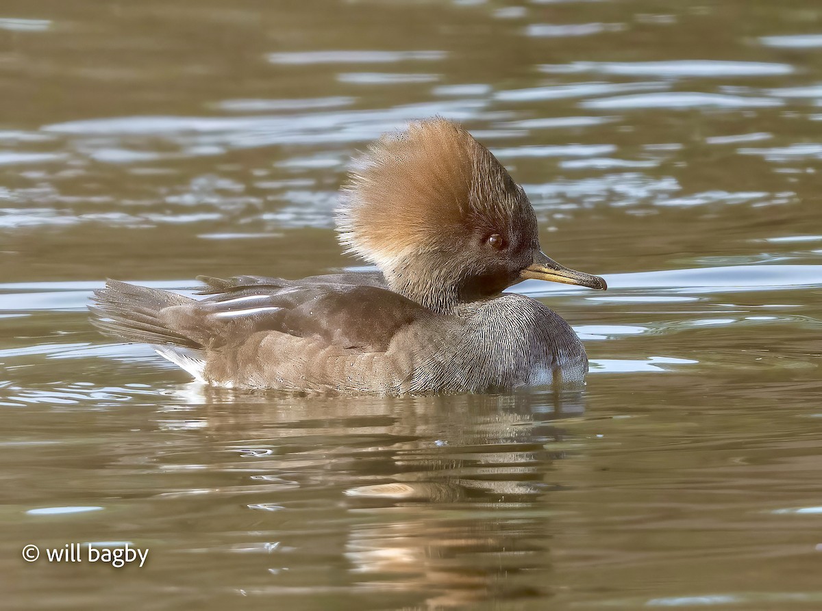 Hooded Merganser - ML647168953