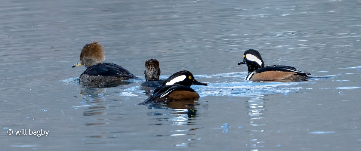 Hooded Merganser - ML647168954