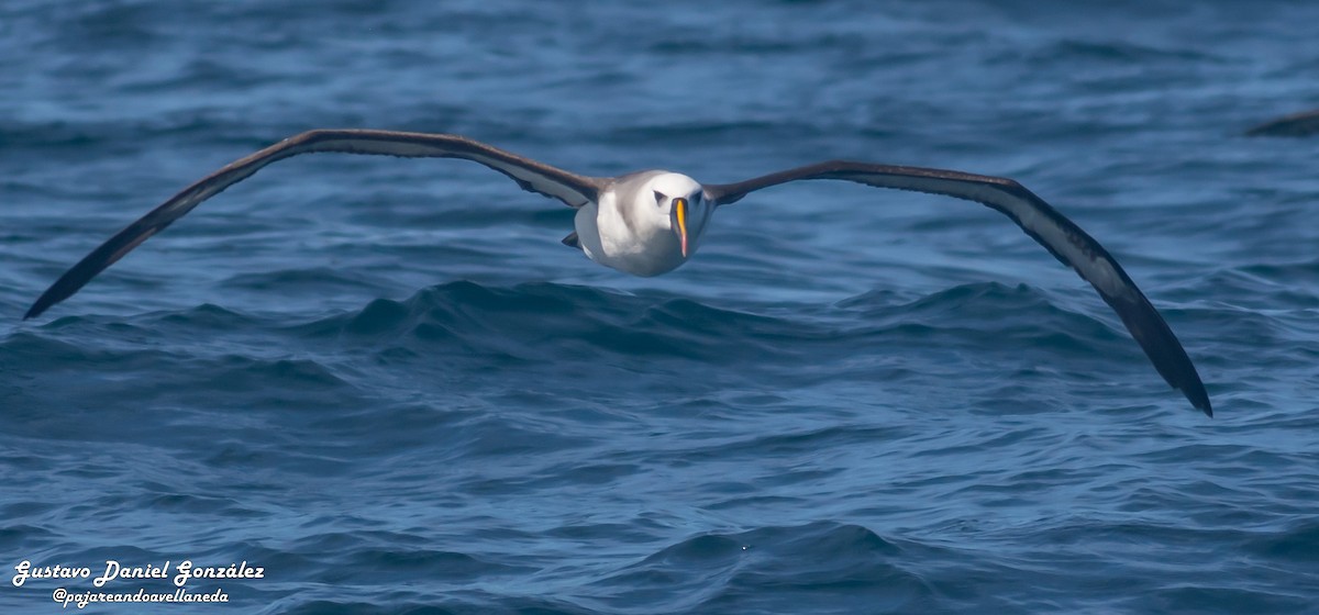 אלבטרוס צהוב-מקור - ML647168964