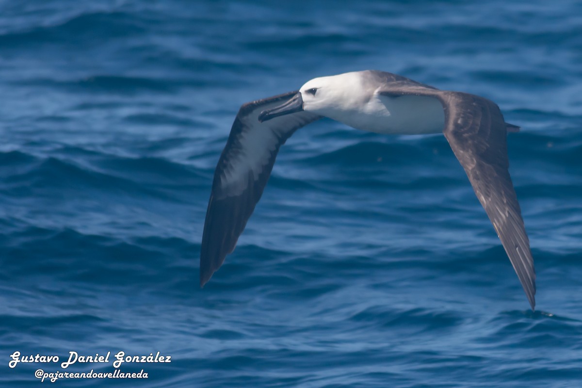 אלבטרוס צהוב-מקור - ML647168965