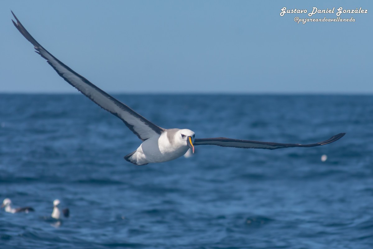 אלבטרוס צהוב-מקור - ML647168966