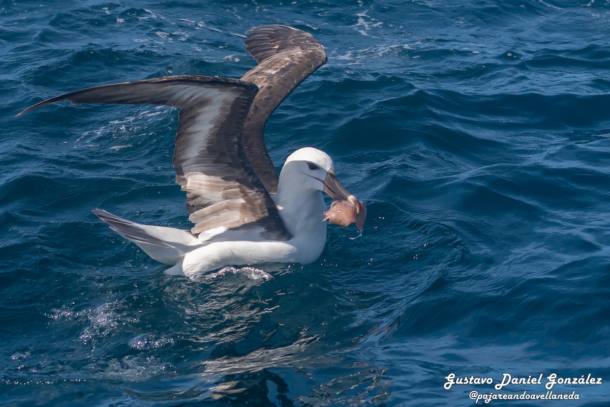 Black-browed Albatross - ML647168967