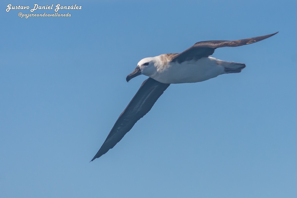 Black-browed Albatross - ML647168968