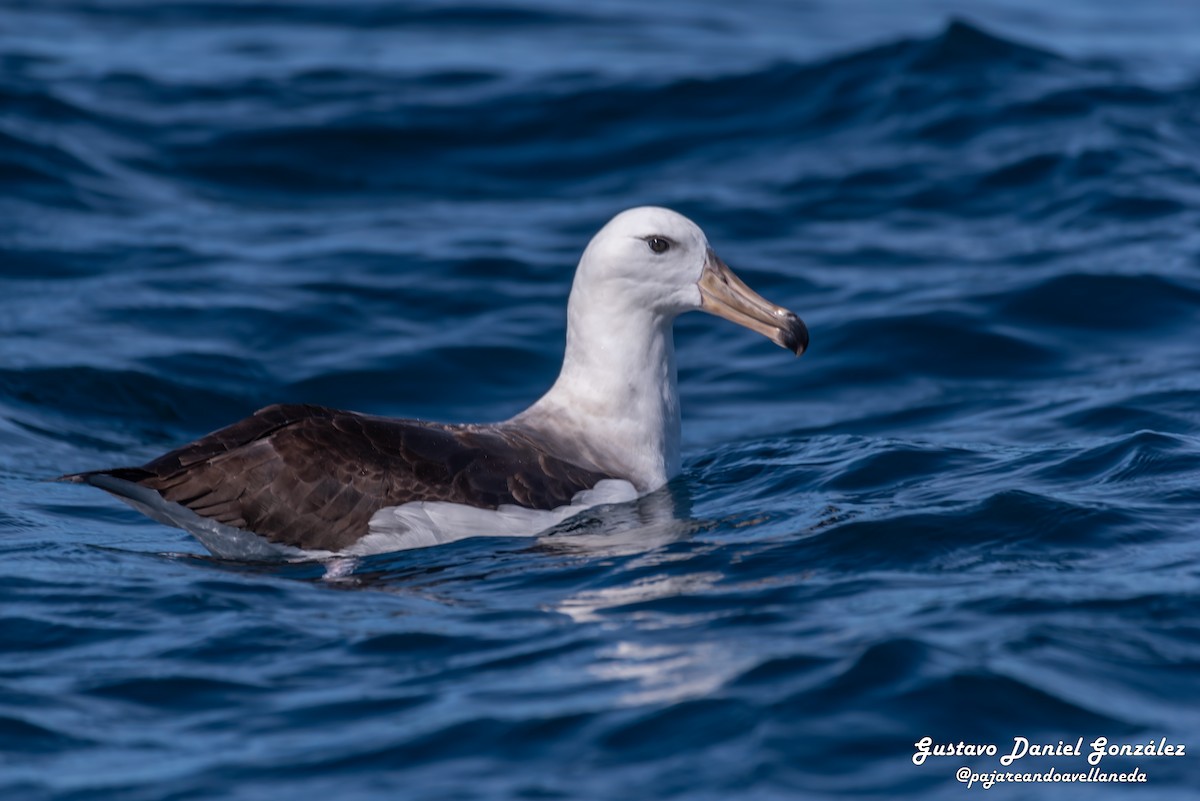 Black-browed Albatross - ML647168969