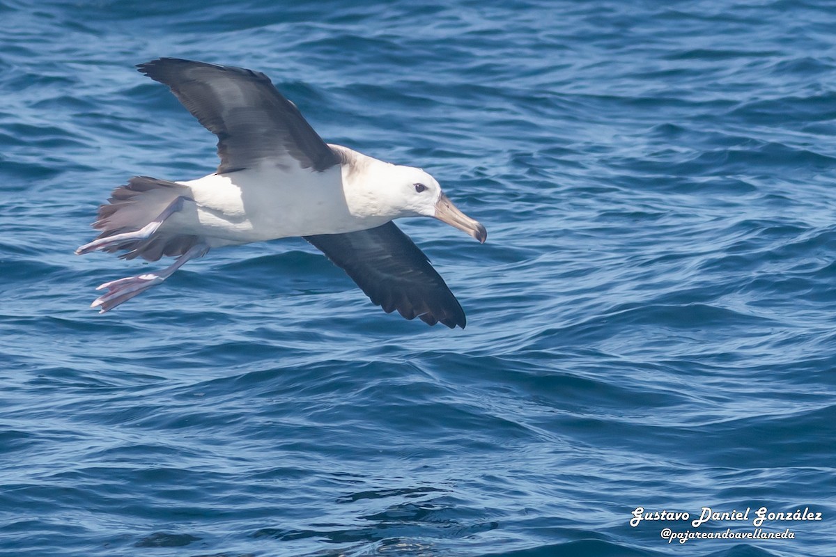 Black-browed Albatross - ML647168970