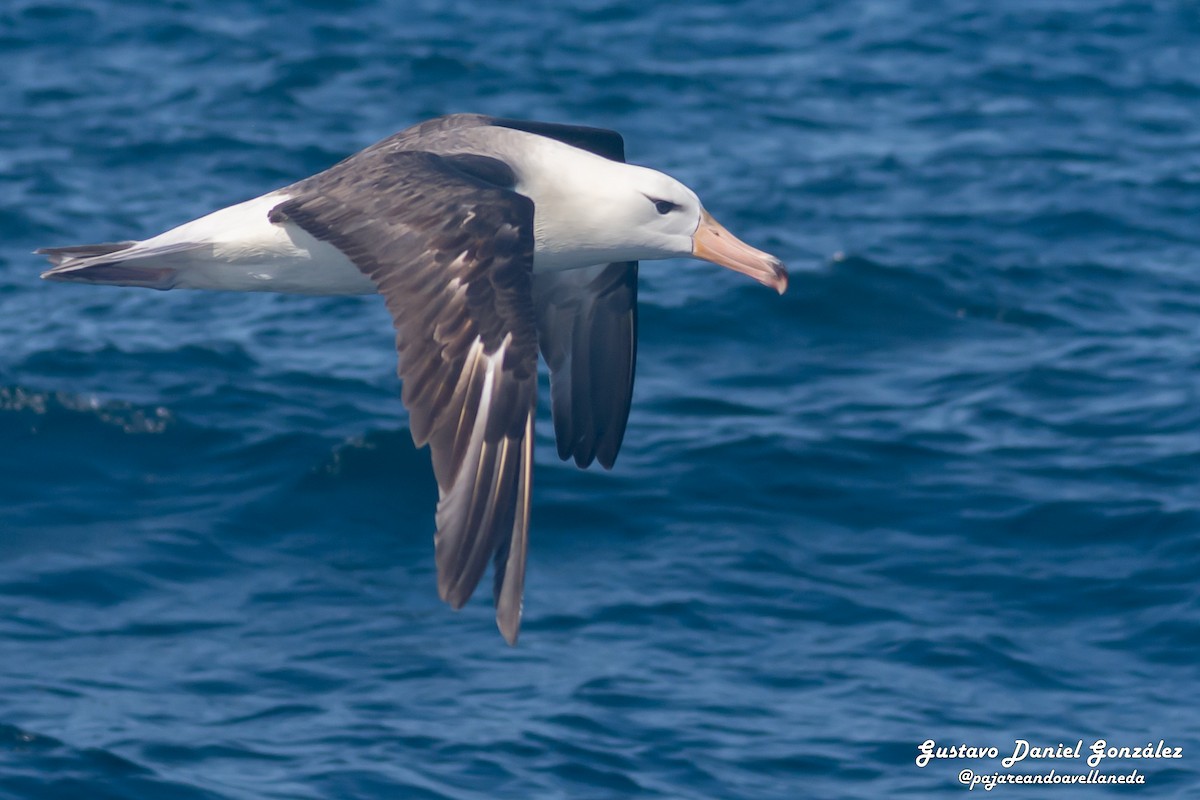 Black-browed Albatross - ML647168971