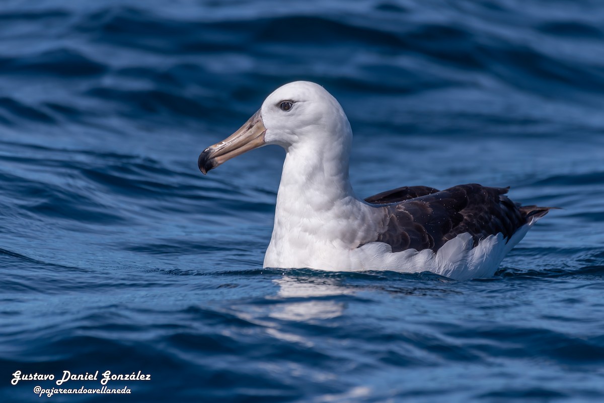 Black-browed Albatross - ML647168973