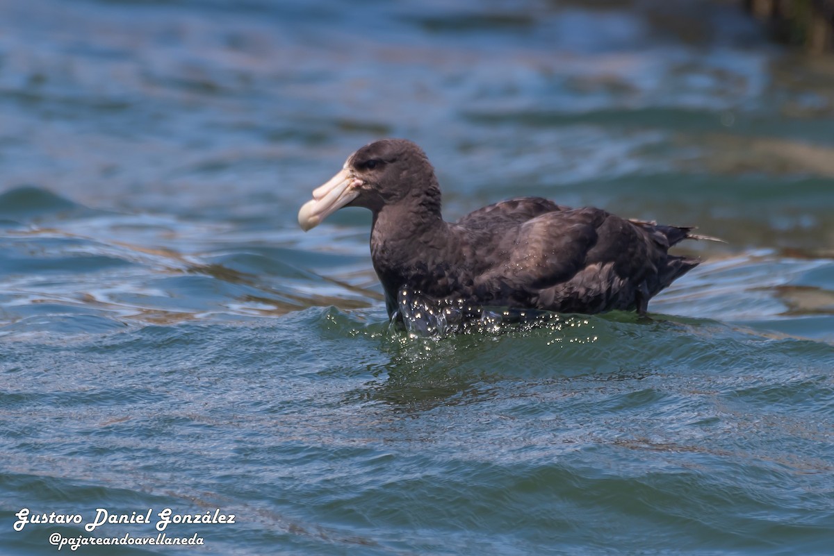 Southern Giant-Petrel - ML647168974