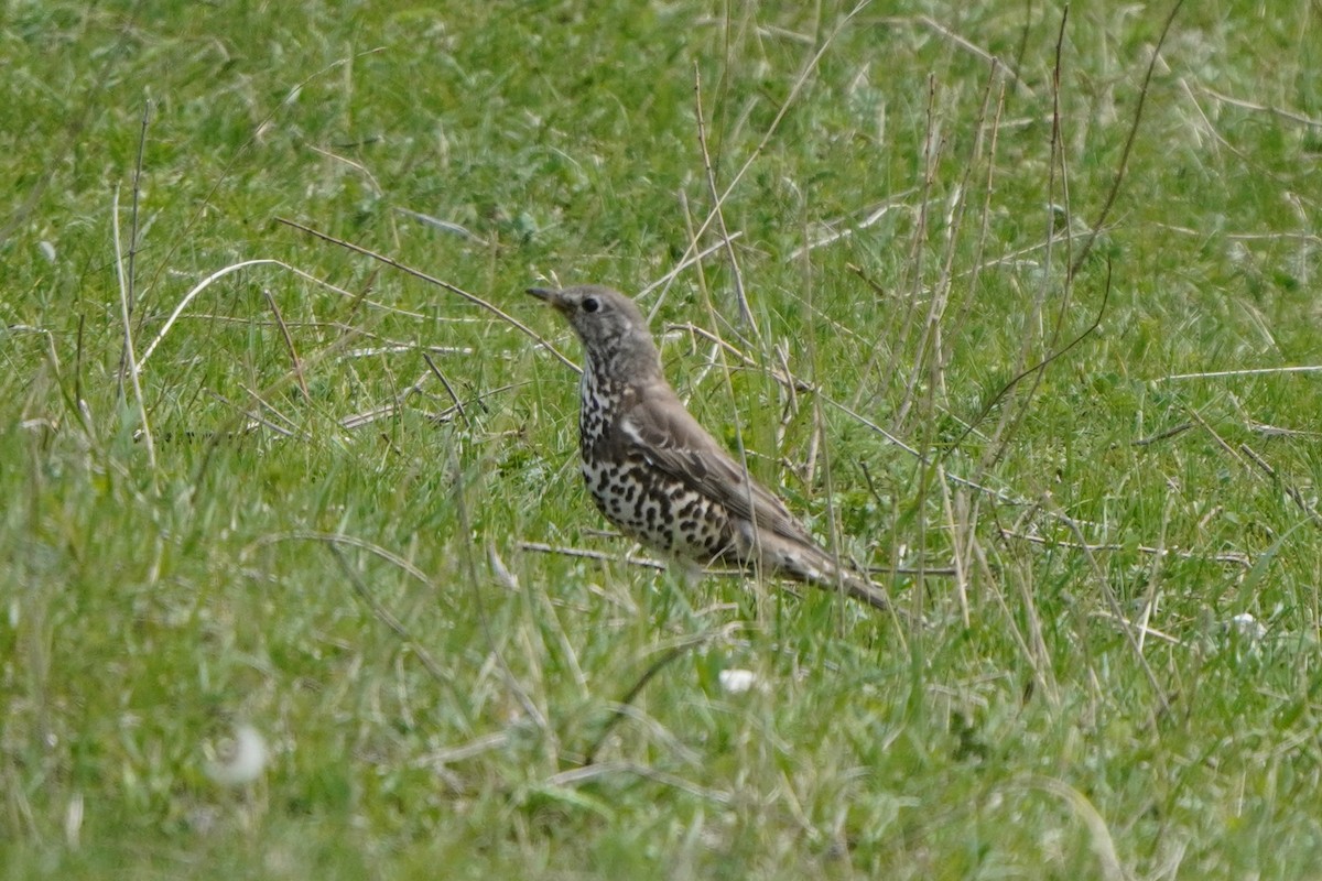 ヤドリギツグミ - ML647168976