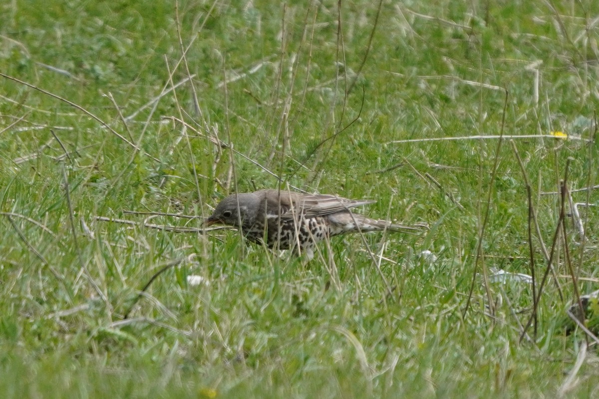 ヤドリギツグミ - ML647168977