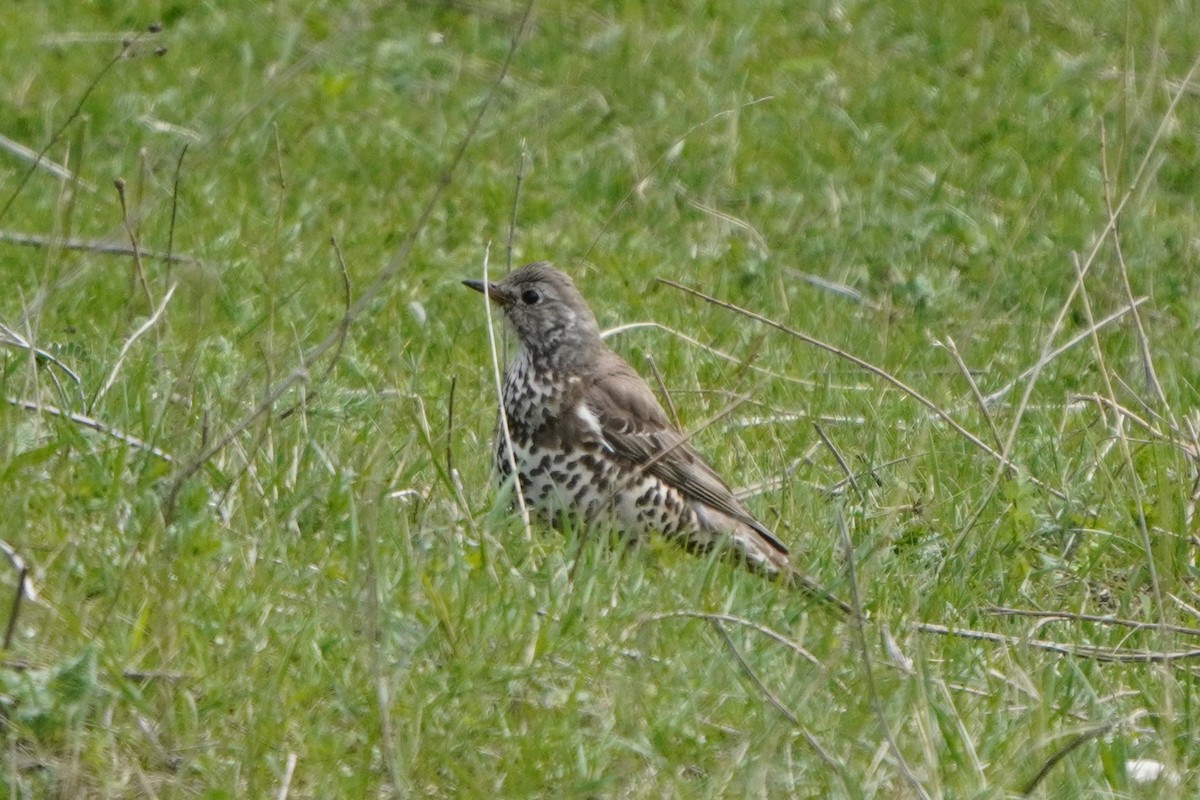 ヤドリギツグミ - ML647168978