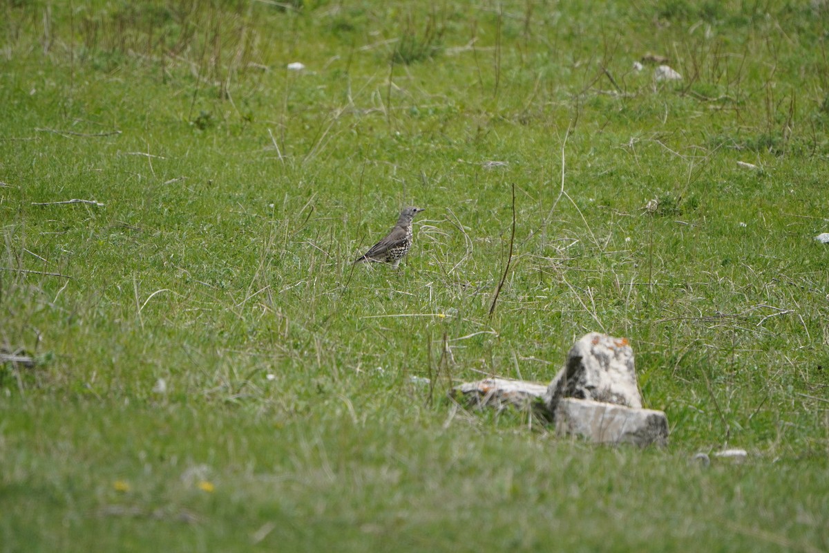 ヤドリギツグミ - ML647168979