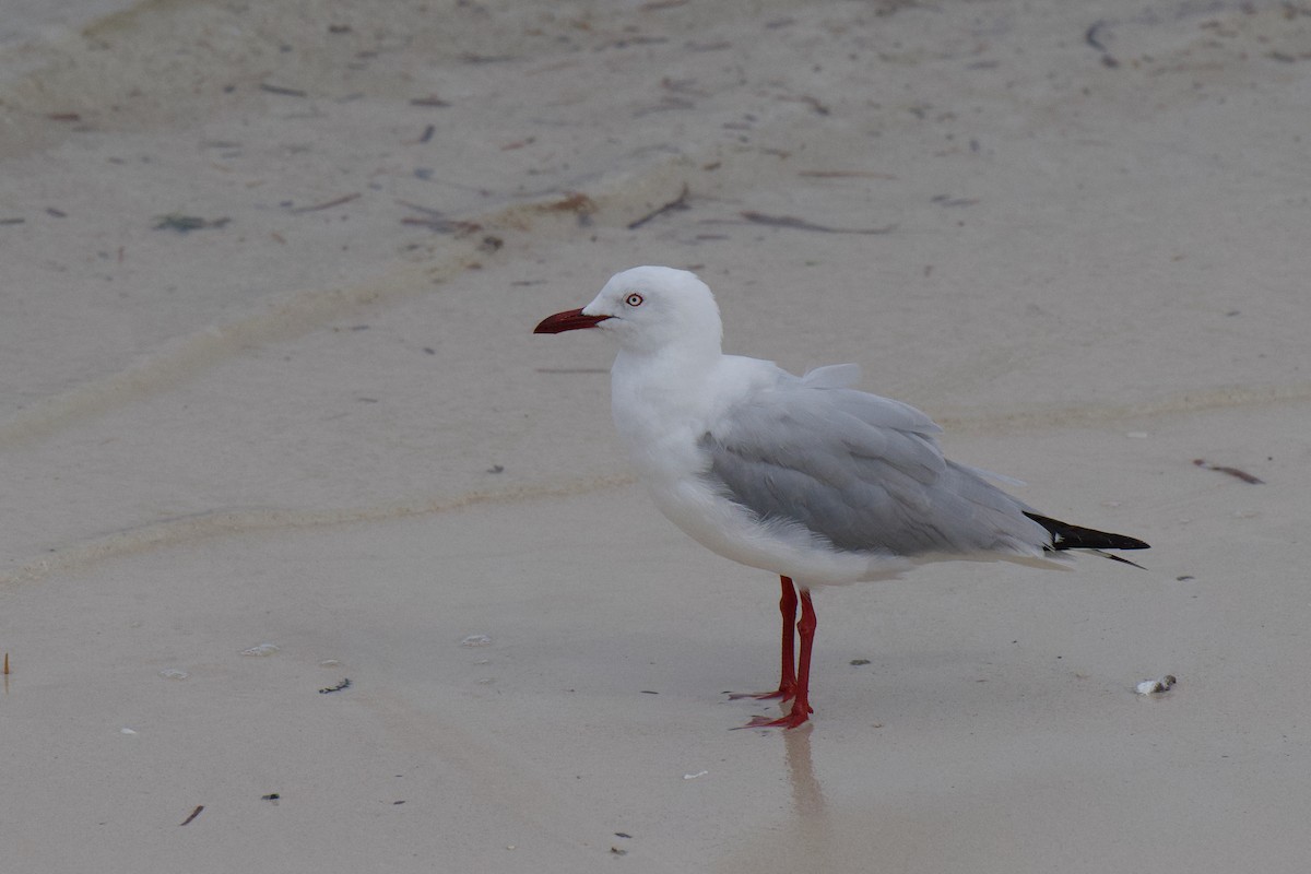 Silver Gull - ML647168980