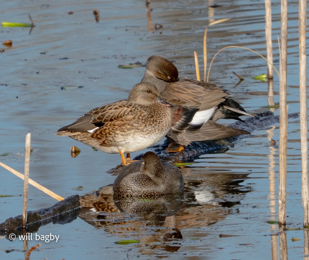 赤膀鴨 - ML647168984