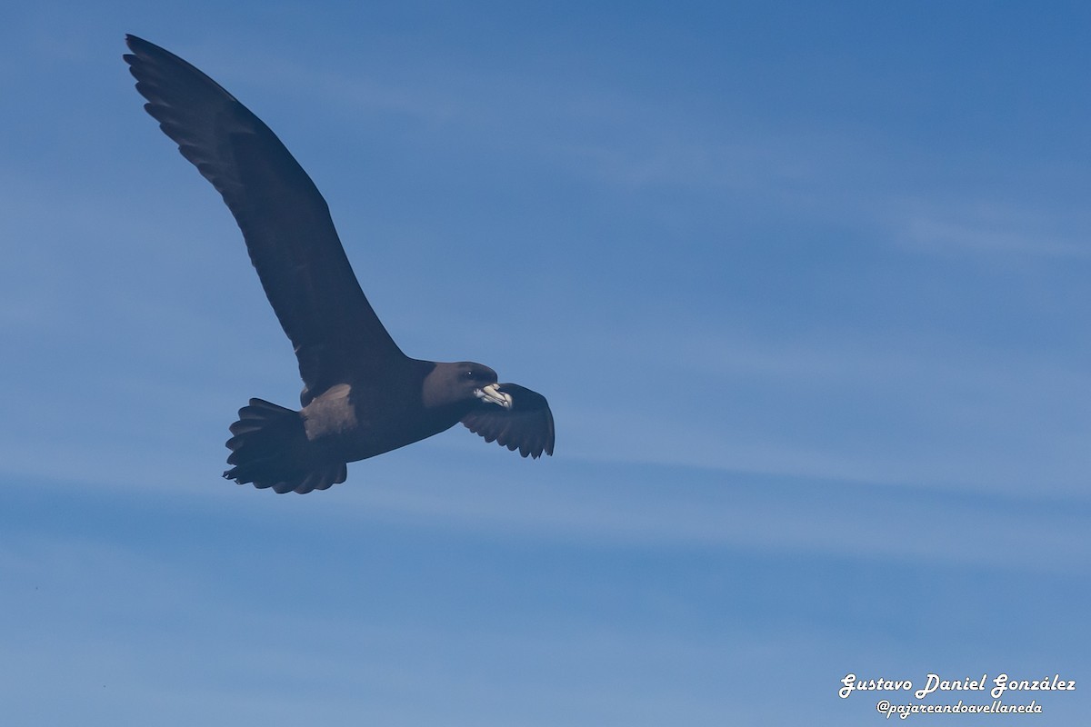 Beyaz Gıdılı Yelkovan - ML647168985