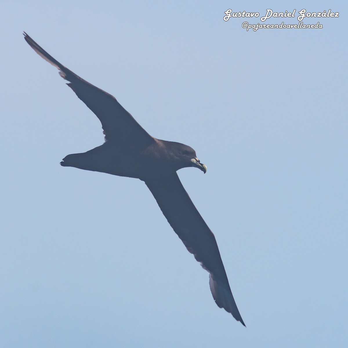 Beyaz Gıdılı Yelkovan - ML647168986