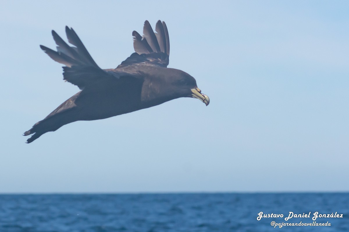 Beyaz Gıdılı Yelkovan - ML647168987