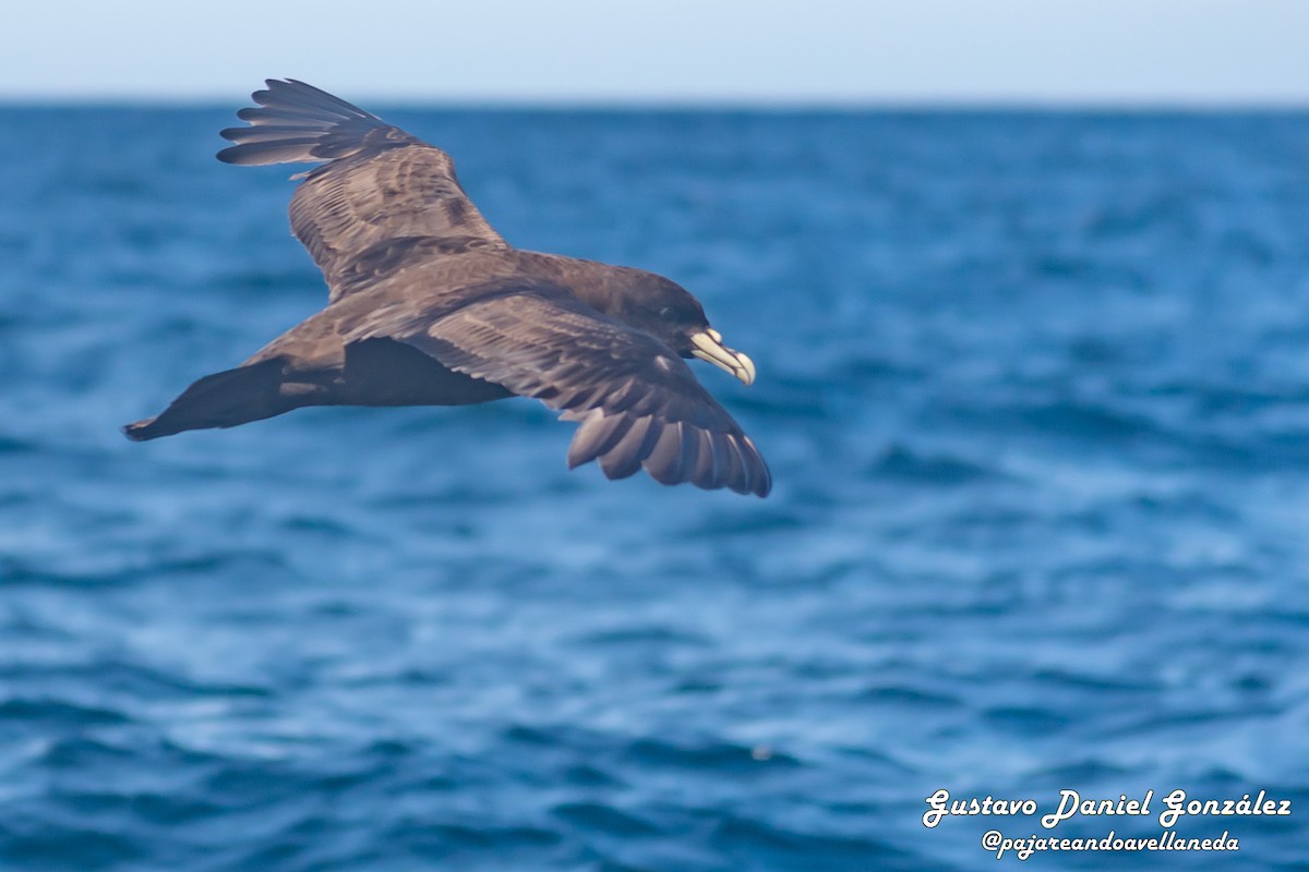 Beyaz Gıdılı Yelkovan - ML647168988