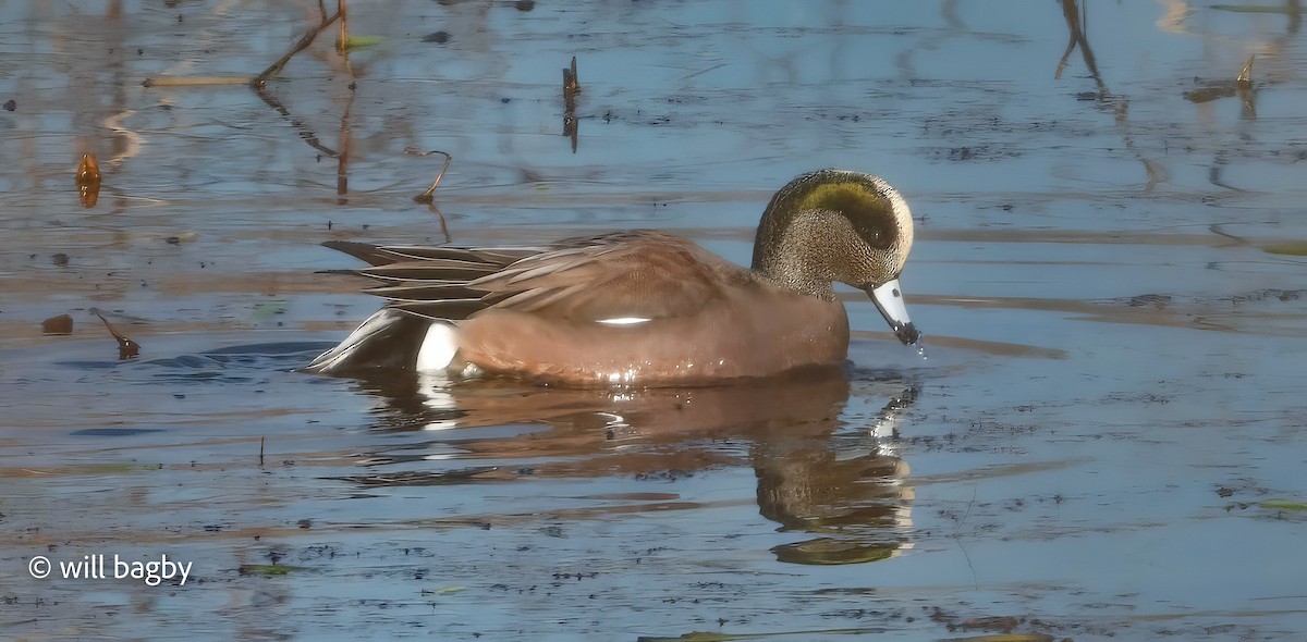 葡萄胸鴨 - ML647168996