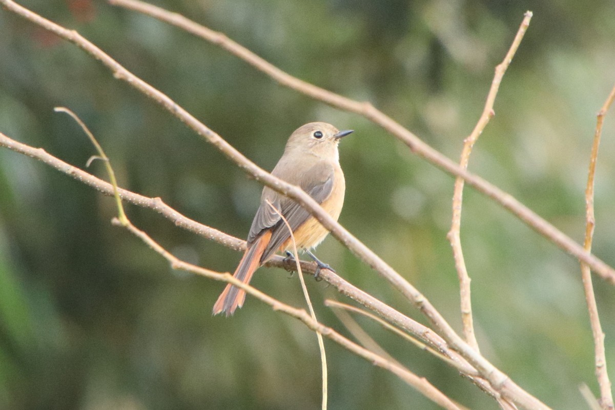 Daurian Redstart - ML647169001