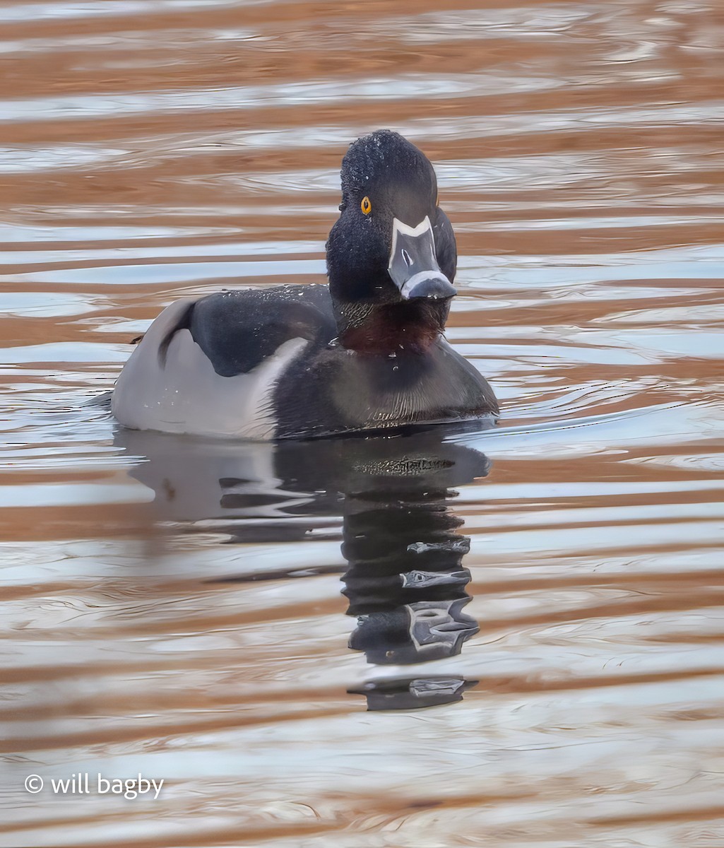 環頸潛鴨 - ML647169003