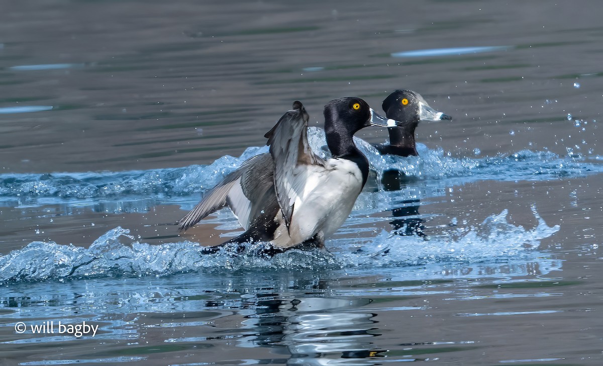 環頸潛鴨 - ML647169004