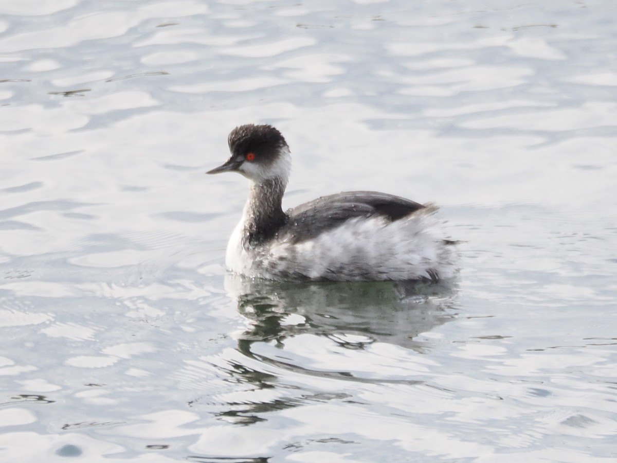 Eared Grebe - ML647169009