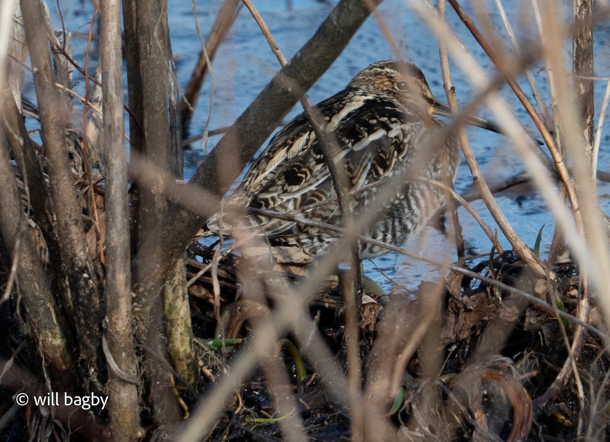 Wilson's Snipe - ML647169012