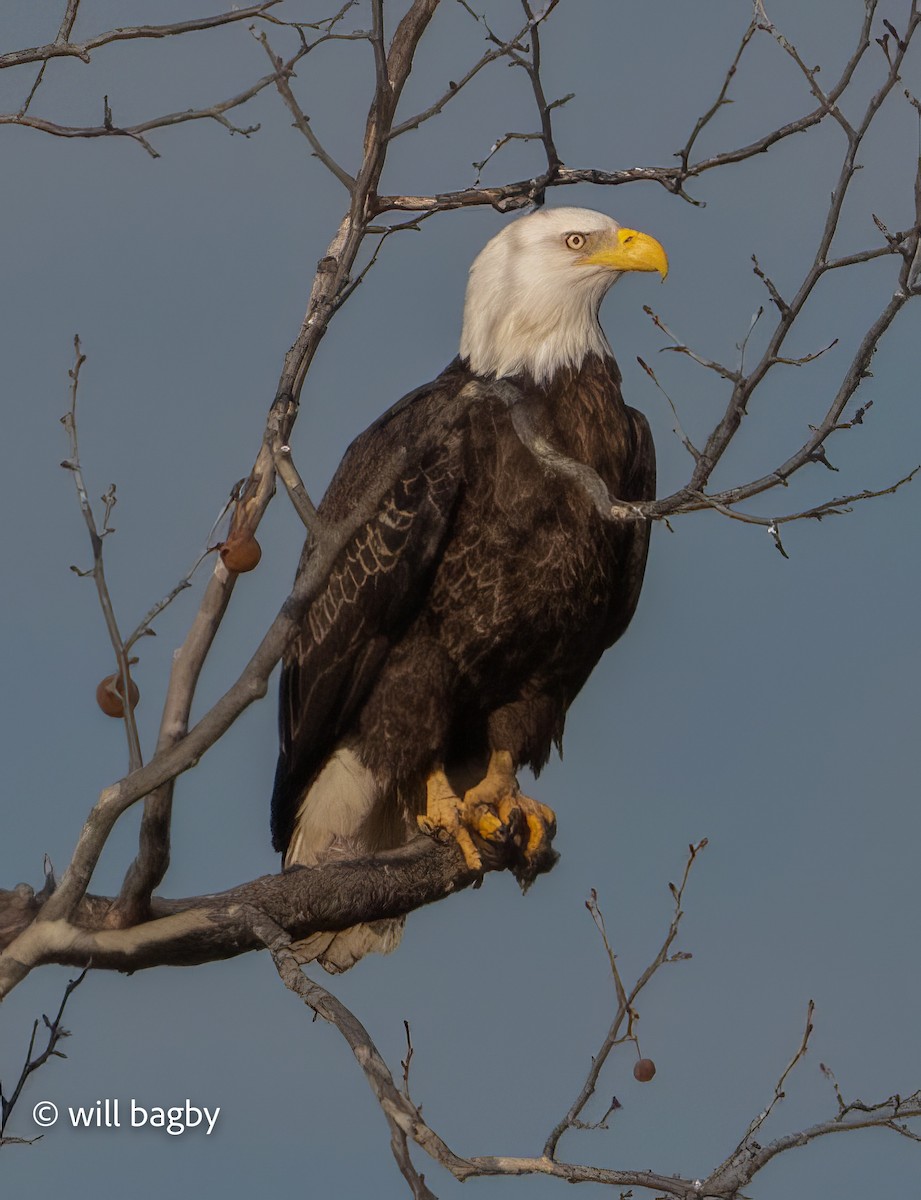 Bald Eagle - ML647169022