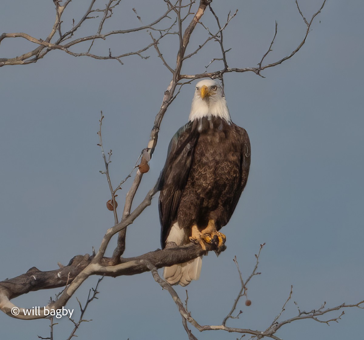 Bald Eagle - ML647169023