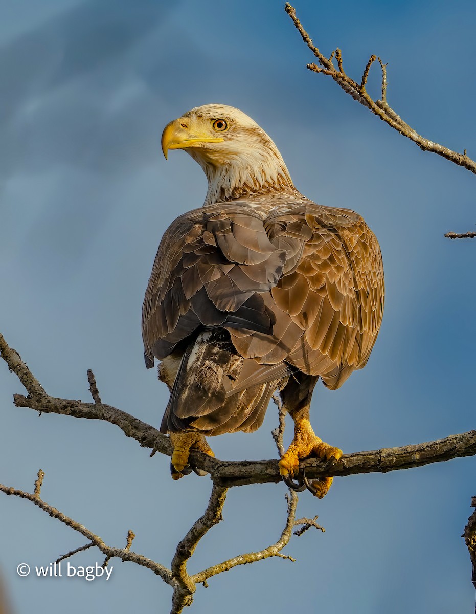 Bald Eagle - ML647169024