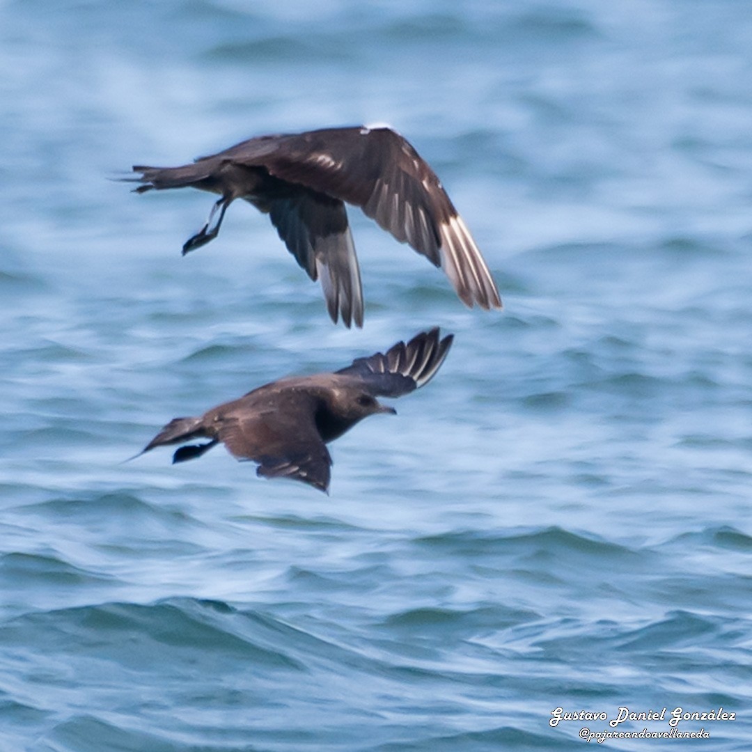 Parasitic Jaeger - ML647169027