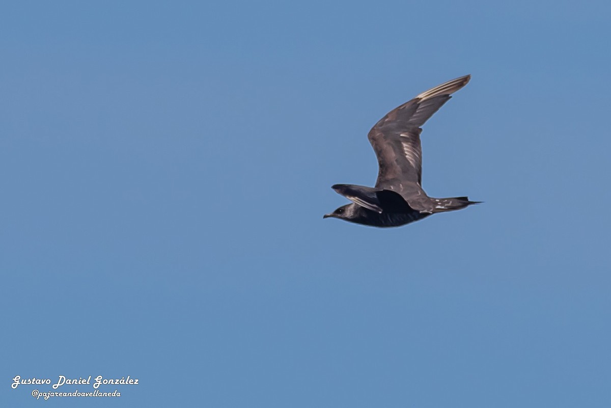 Parasitic Jaeger - ML647169028