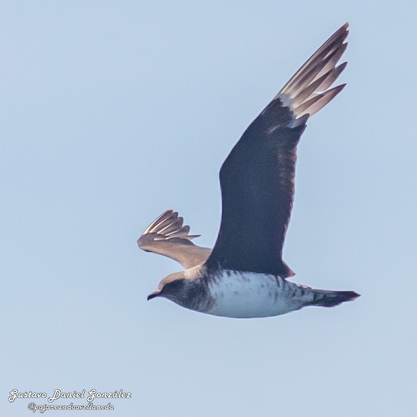 Parasitic Jaeger - ML647169029