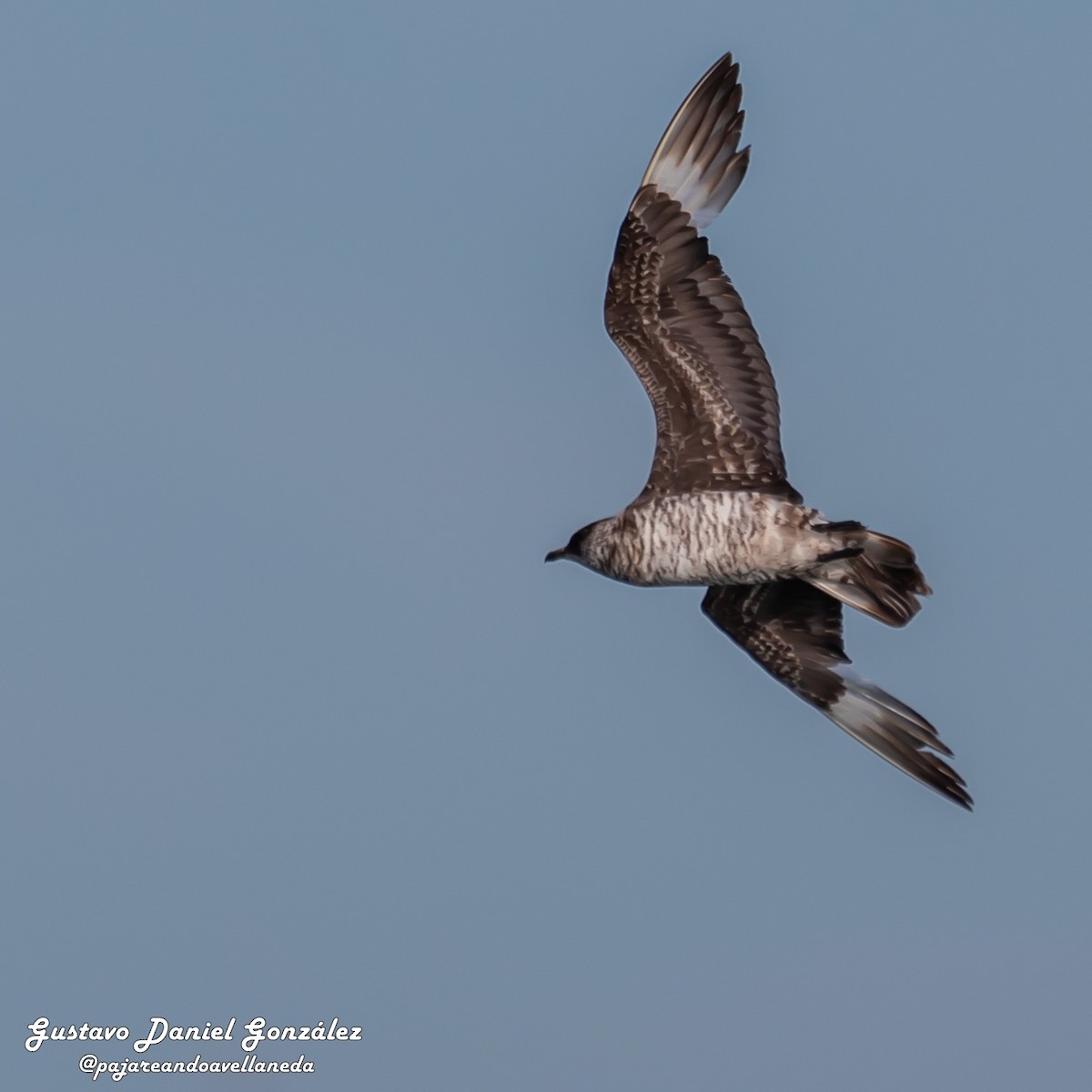 Parasitic Jaeger - ML647169030