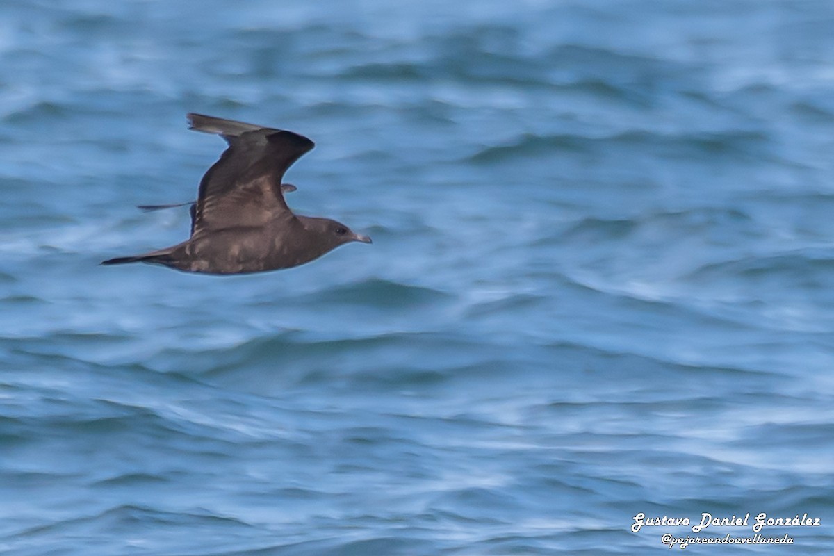 Parasitic Jaeger - ML647169031