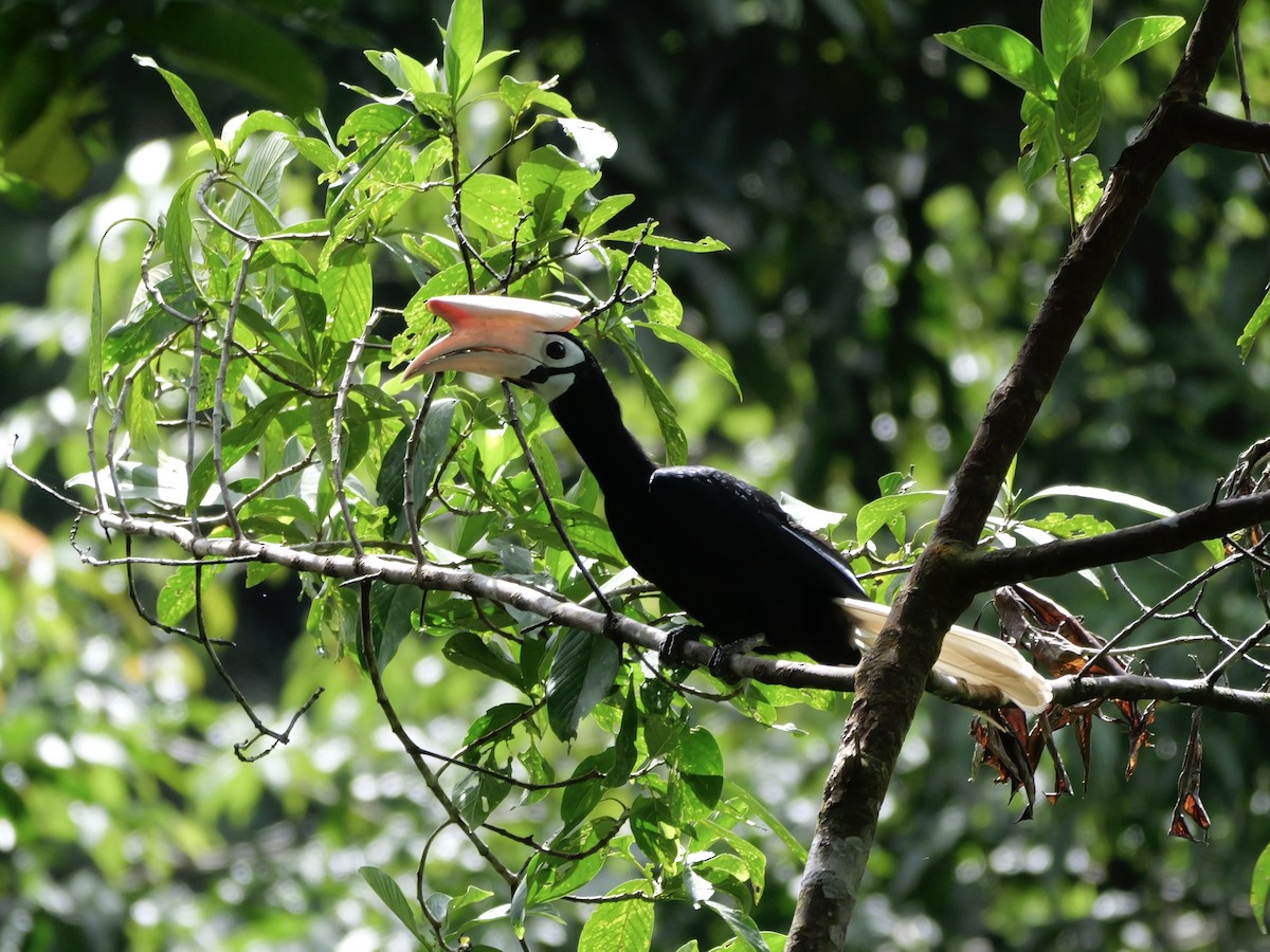 Птах-носоріг палаванський - ML647169033